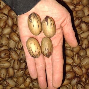 PECANS IN SHELL Fresh 2025 Crop 5 LB Organic NC Grown Med - Large Nuts
